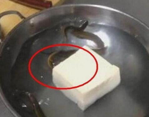 泥鳅钻逼在线视频,揭秘水下生物的神奇生存智慧