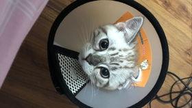 快点猫在线视频,轻松学技能，快乐看视频