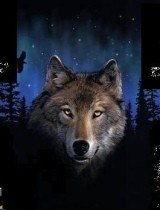 天狼最新在线视频观看,揭秘神秘宇宙奥秘，探索未知星球之旅