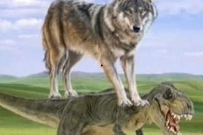 狼狼在线视频播放,畅享精彩瞬间，重温经典瞬间