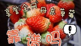 草莓视频开在线视频,在线视频新潮流，畅享视听盛宴