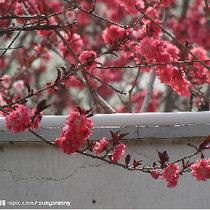 红杏灯草在线视频,揭秘古代宫廷秘闻的视听盛宴