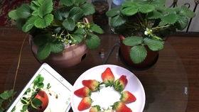 草莓羞羞在线视频,揭秘网络短视频的诱惑与风险