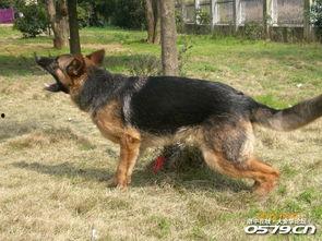 毛色在线视频免费观看,免费在线观看毛色视频  第3张