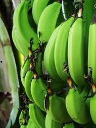 青在线观看香蕉在线视频