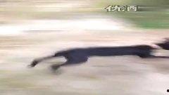 魏玛犬在线视频