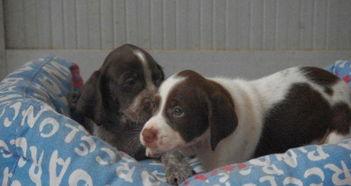 魏玛犬在线视频