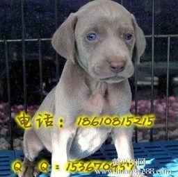 魏玛犬在线视频