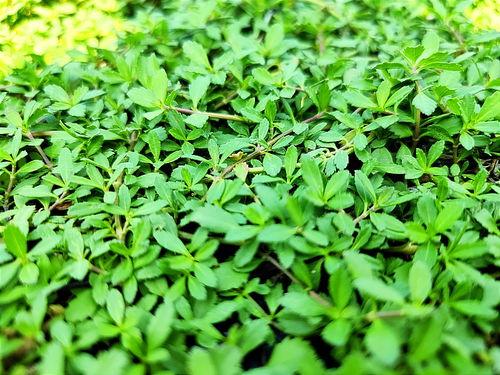 青草青草园在线视频,探索自然之美，感受生命活力