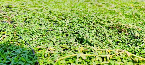 青草青草园在线视频,探索自然之美，感受生命活力